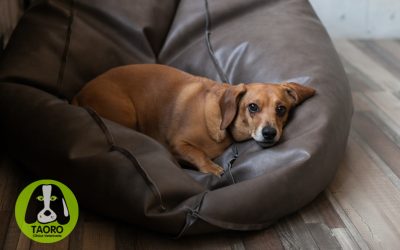 Cuidados básicos para un perro mayor