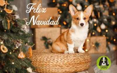 ¡Feliz Navidad y Próspero Año Nuevo!