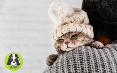 6 consejos para cuidar a tu gato en invierno
