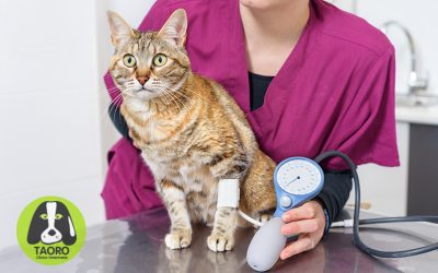 Hipertensión en gatos: síntomas, consecuencias y tratamiento