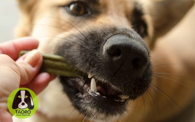 Salud dental en perros y gatos. Por qué es importante y cómo cuidar los dientes de tu mascota