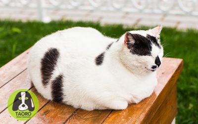 ¿Qué hacer si mi gato tiene sobrepeso?