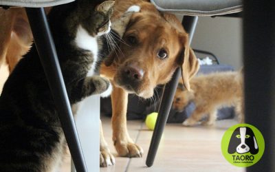Consejos para introducir un gato en una casa con perro