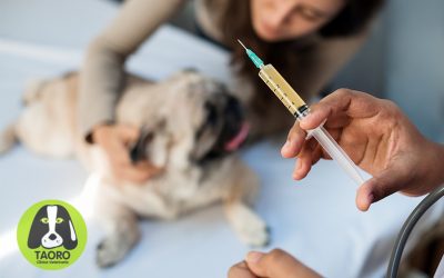 Principales vacunas debes poner a tu perro para que esté protegido
