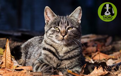 Alergias, parásitos y cambios en el comportamiento: Así afecta el otoño a las mascotas
