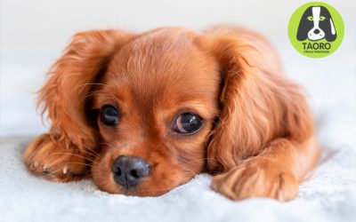 Leishmaniosis canina: todo lo que necesitas para proteger a tu perro de ella