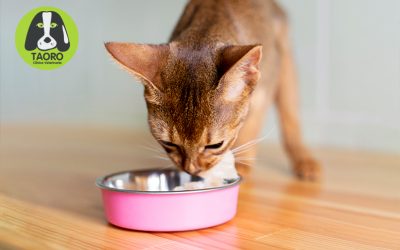 Alimentación de tu gato en verano
