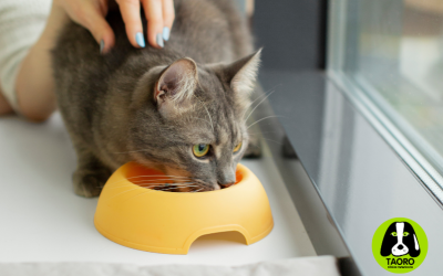 Ventajas de la alimentación húmeda en perros y gatos
