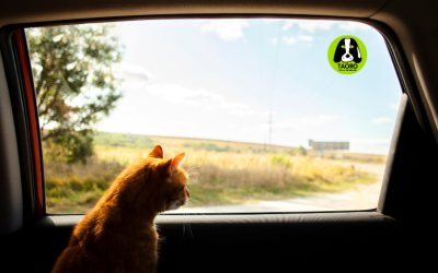 Checklist de salud de verano: ¿está tu mascota lista?