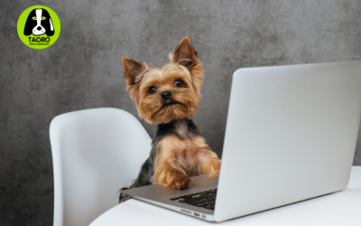 Preparando la vuelta a la rutina: consejos para que tu mascota no sufra el cambio