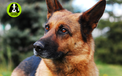 Displasia de cadera en perros: causas, sintomas y tratamientos