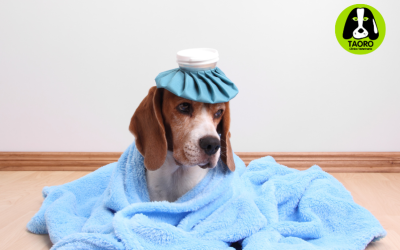 Enfermedades respiratorias más comunes en otoño en perros y gatos