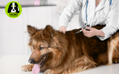 Refuerzo de vacunas en perros y gatos: clave desconocida de una vida larga y saludable