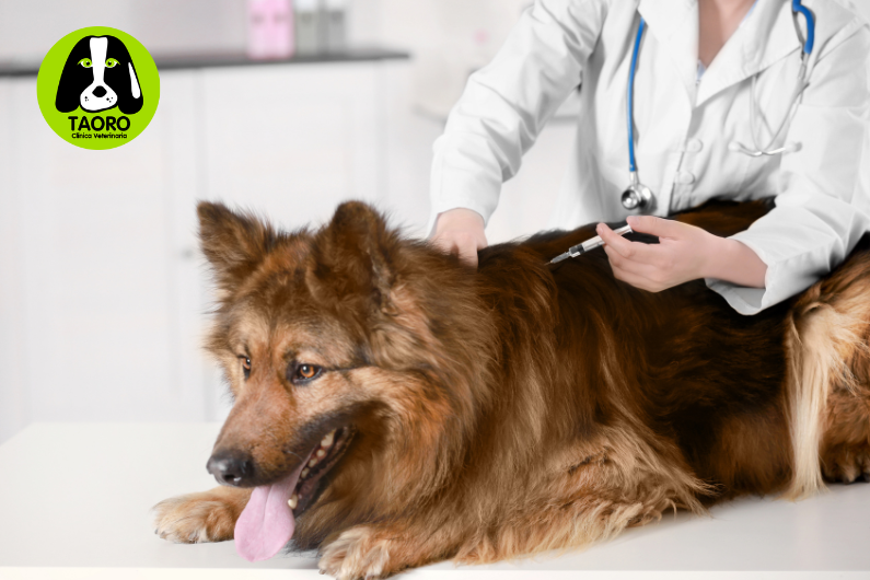 Refuerzo de vacunas en perros y gatos: clave desconocida de una vida larga y saludable