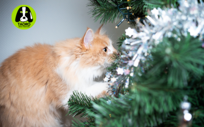 Cuidado con las decoraciones navideñas: cómo hacer tu casa segura para tu mascota