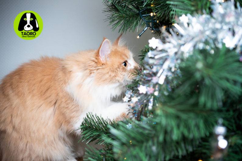 Perro-tapado-manta-enfermo