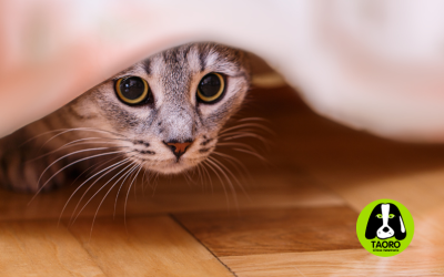 Cuidados especiales para mascotas después de las fiestas