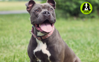 Cómo interpretar el lenguaje corporal de tu perro