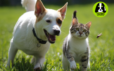Protección antiparasitaria en primavera: cómo adelantarte a pulgas, garrapatas y mosquitos