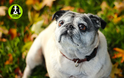 Mascotas senior: cómo adaptar la casa y la rutina a sus necesidades