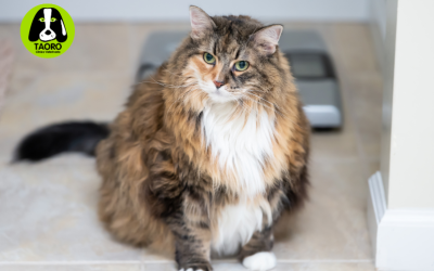 El sobrepeso en gatos: mucho más que una cuestión estética