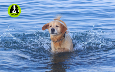 Hipernatremia en perros: El peligro oculto de beber agua de mar