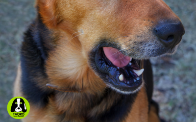 Mal aliento en perros y gatos: cuándo es un problema de salud y cómo solucionarlo
