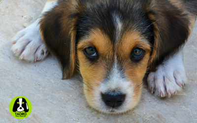 Errores al criar un cachorro: qué evitar durante sus primeros meses
